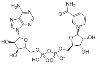 烟酰胺腺嘌呤二核苷酸(NAD)